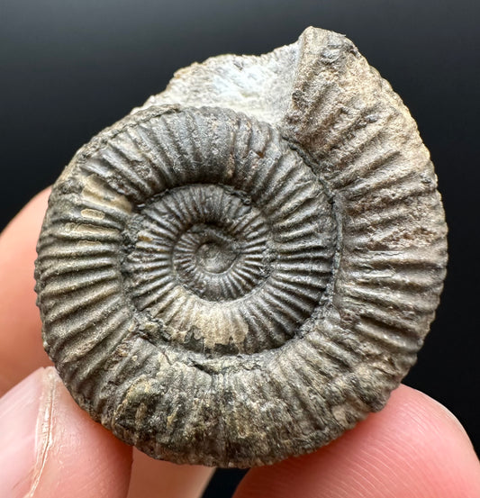 Dactylioceras Ammonite Fossil Gift Set - Whitby, North Yorkshire Jurassic Coast Yorkshire Fossils