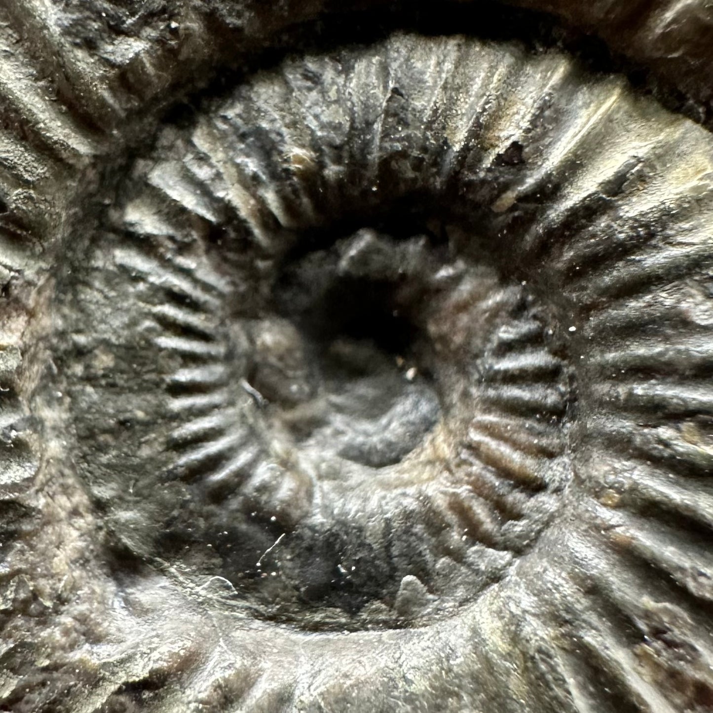 Dactylioceras Ammonite Fossil Gift Set - Whitby, North Yorkshire Jurassic Coast Yorkshire Fossils