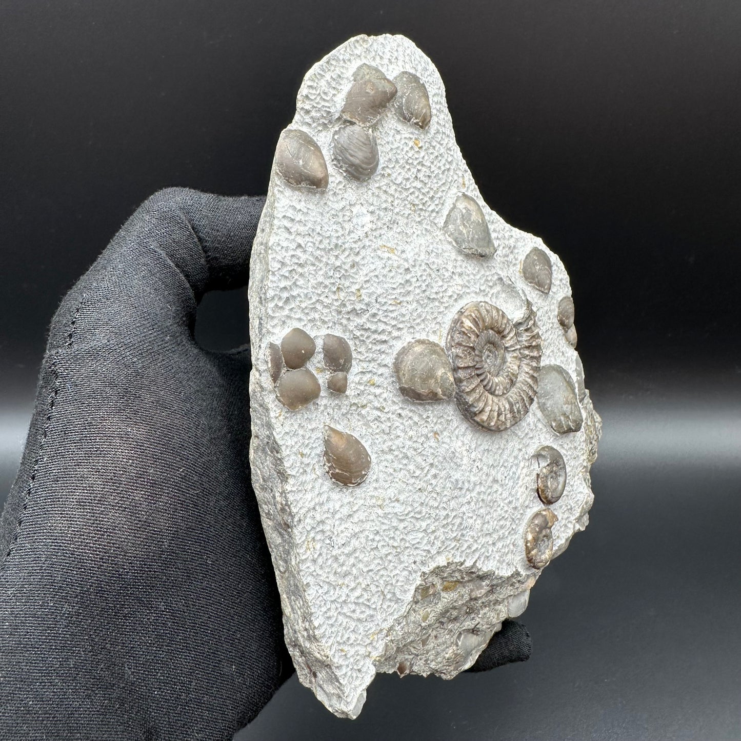 Arnioceras ammonite shell fossil with stand - Whitby, North Yorkshire Jurassic Coast Yorkshire Fossils