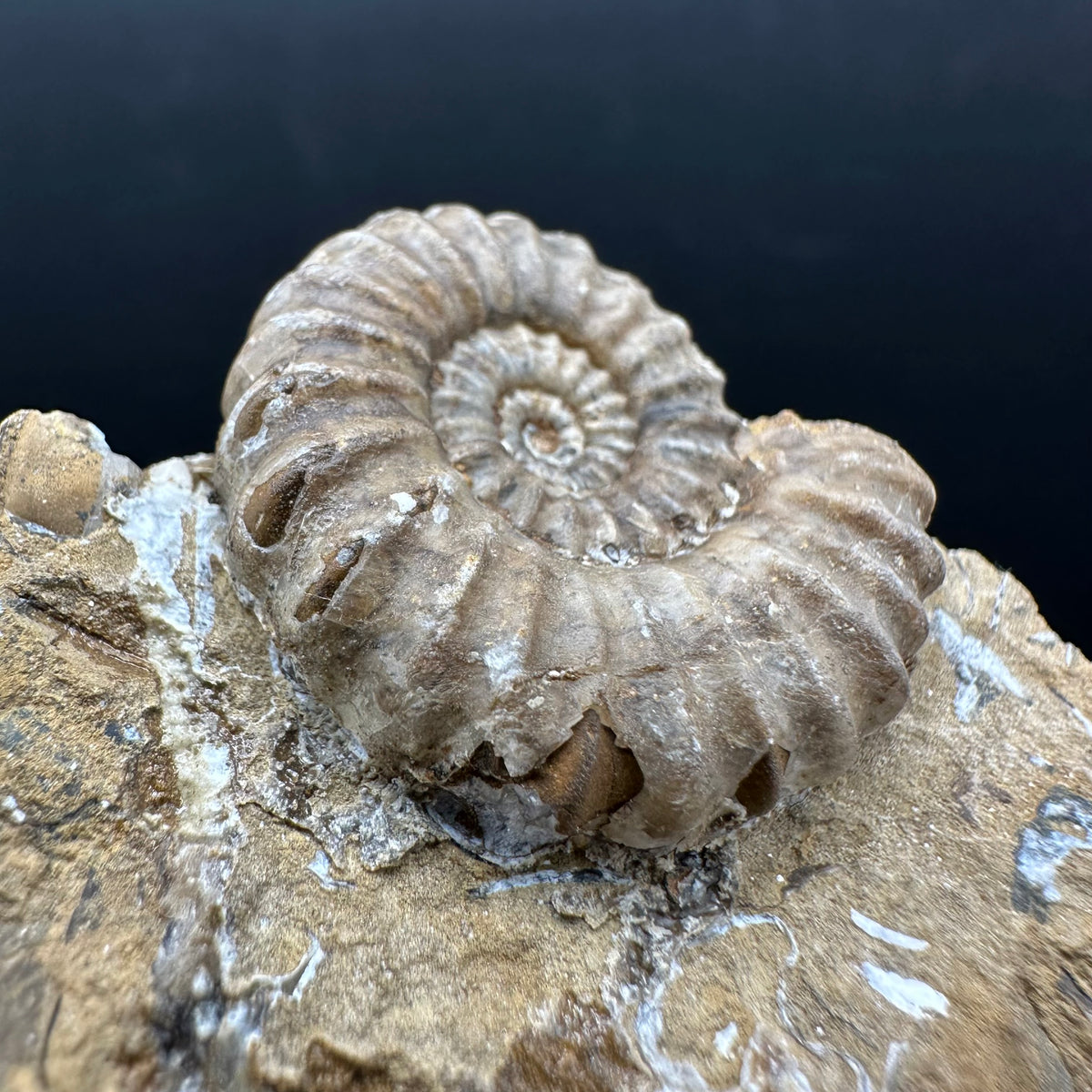 Androgynoceras capricornus Ammonite Fossil With Stand - Whitby, North Yorkshire Jurassic Coast Yorkshire Fossils