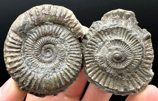 Dactylioceras Ammonite nodule (split pair) Fossil With Box And Stand - Whitby, North Yorkshire Jurassic Coast Yorkshire Fossils
