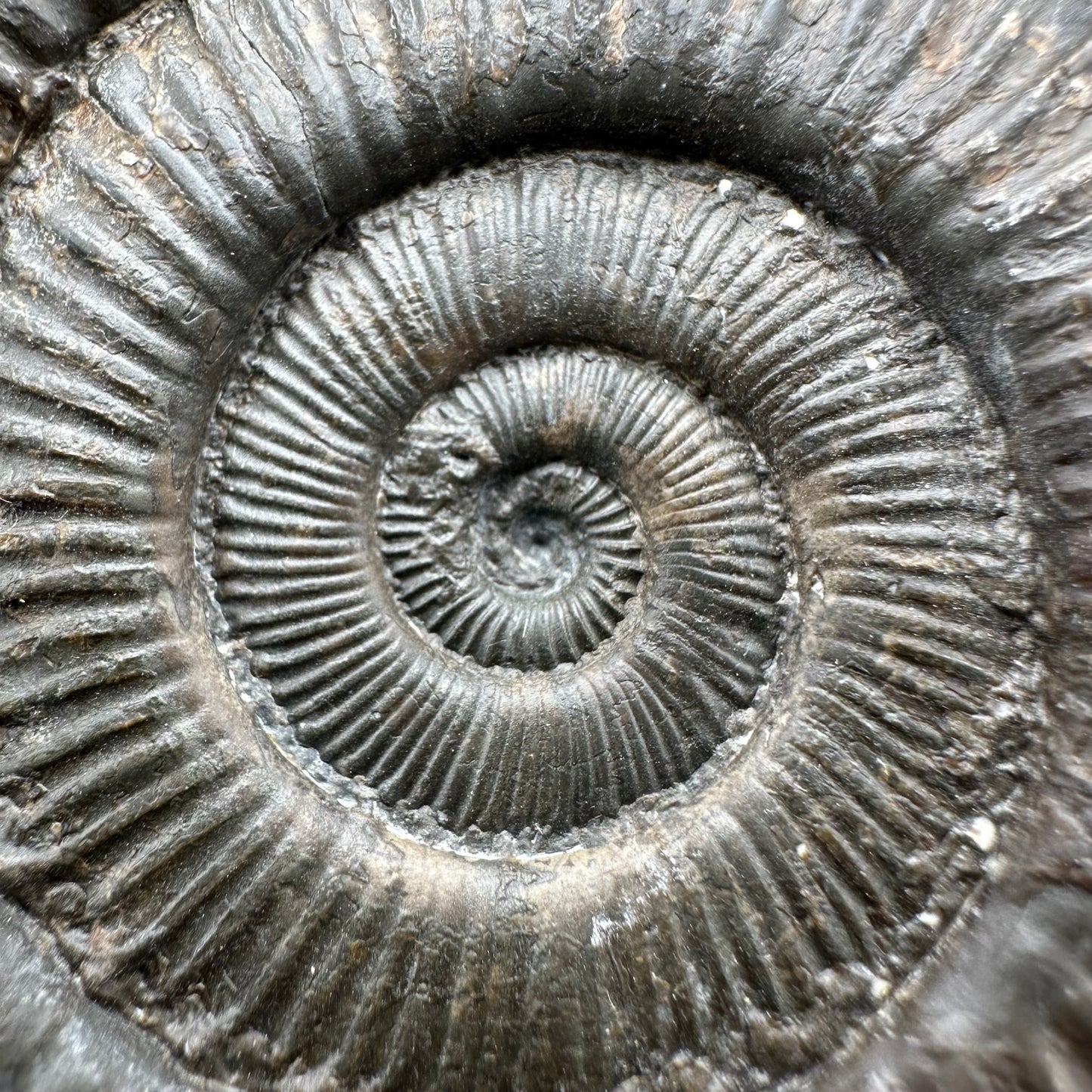 Peronoceras turriculatum ammonite fossil with box and stand - Whitby, North Yorkshire Jurassic Coast, Yorkshire fossils