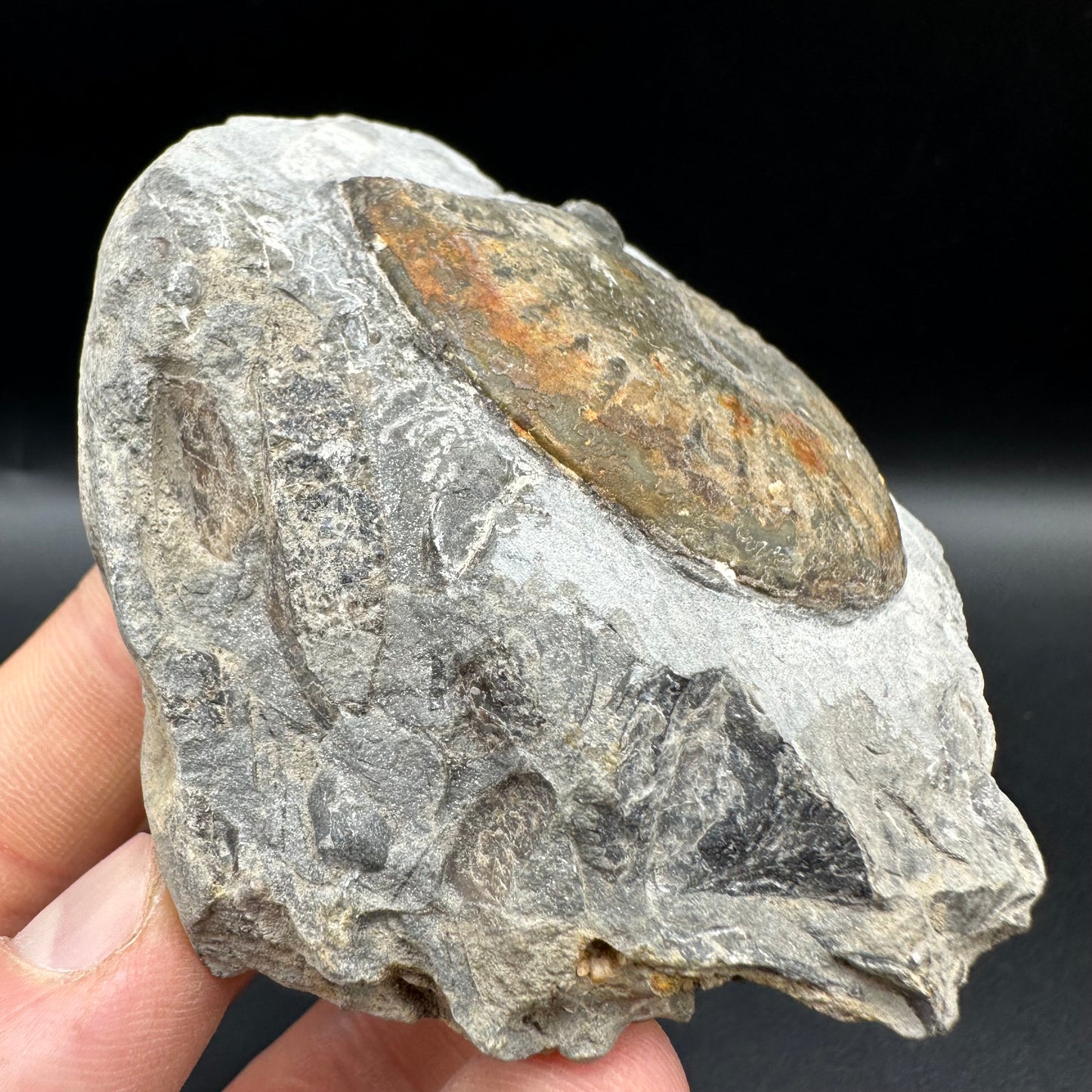 Pseudolioceras boulbiense ammonite fossil with box and dtand - Whitby, North Yorkshire Jurassic Coast, Yorkshire fossils