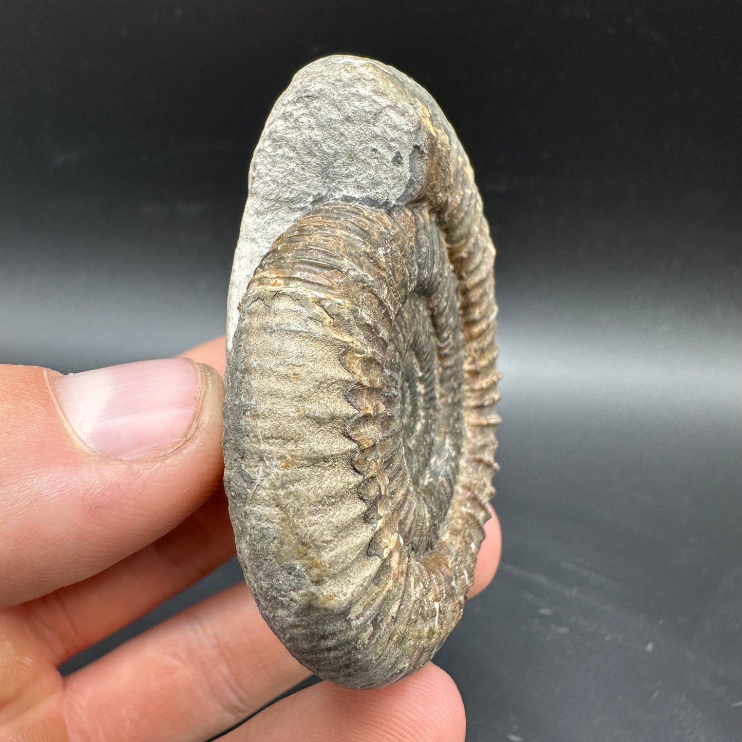Dactylioceras Ammonite Fossil With box and Stand - Whitby, North Yorkshire Jurassic Coast Yorkshire Fossils