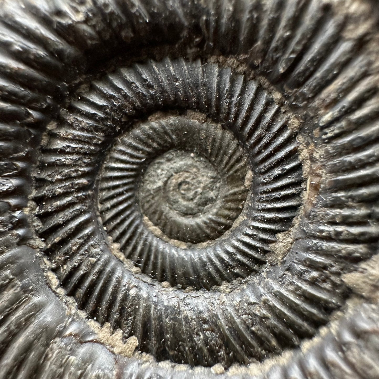Dactylioceras clevelandicum Ammonite fossil with box and stand - Whitby, North Yorkshire Jurassic Coast