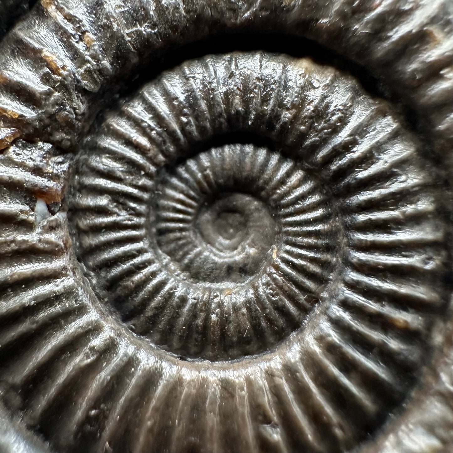 Dactylioceras Ammonite Fossil With box and Stand - Whitby, North Yorkshire Jurassic Coast Yorkshire Fossils
