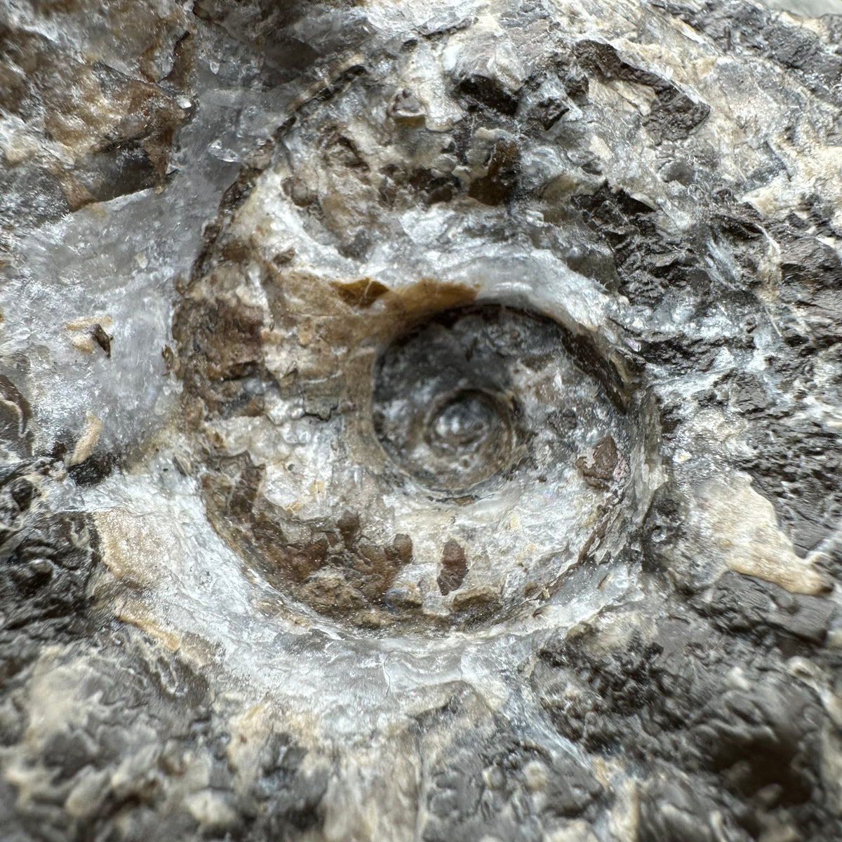 Liparoceras ammonite fossil stand - Whitby, North Yorkshire Jurassic Coast Yorkshire Fossils