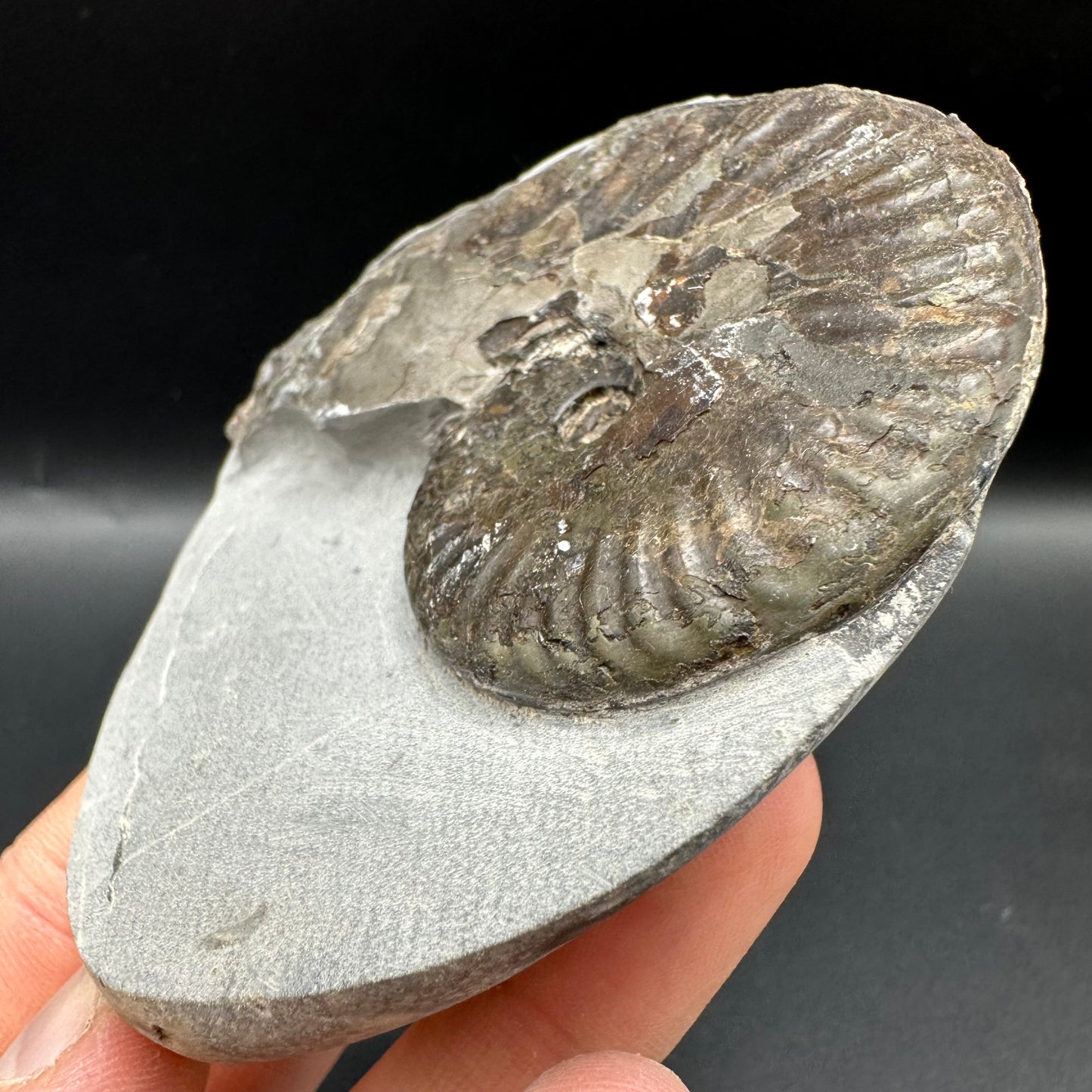 Pseudolioceras lythense Ammonite fossil with box and stand - Whitby, North Yorkshire, Yorkshire Fossils on the Jurassic Coast