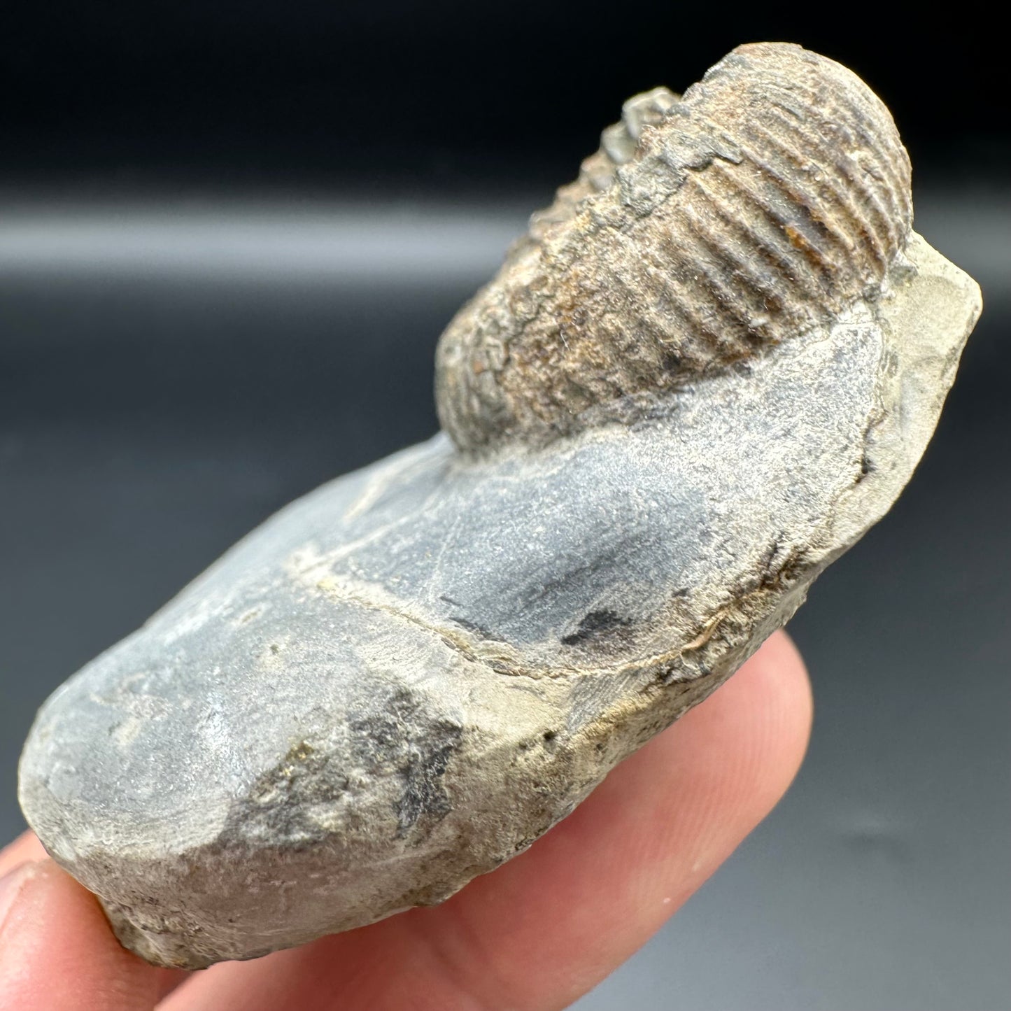 Catacoeloceras Sp. ammonite fossil with box and stand- Whitby, North Yorkshire Jurassic Coast Yorkshire Fossils