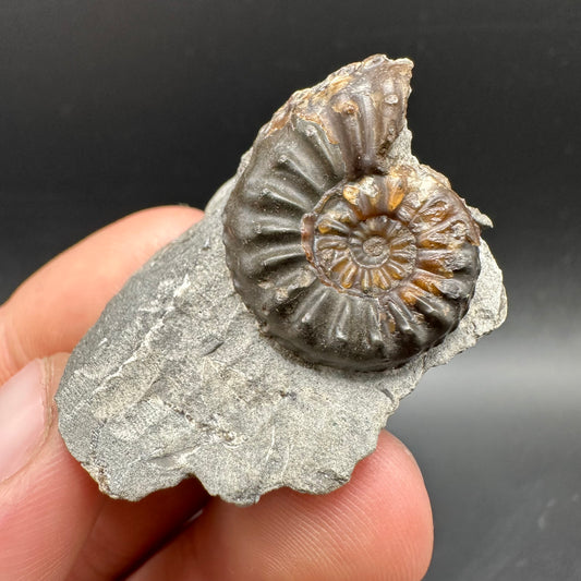 Amaltheus subnodosus Ammonite fossil with box and stand - Whitby, North Yorkshire Jurassic Coast Yorkshire Fossils