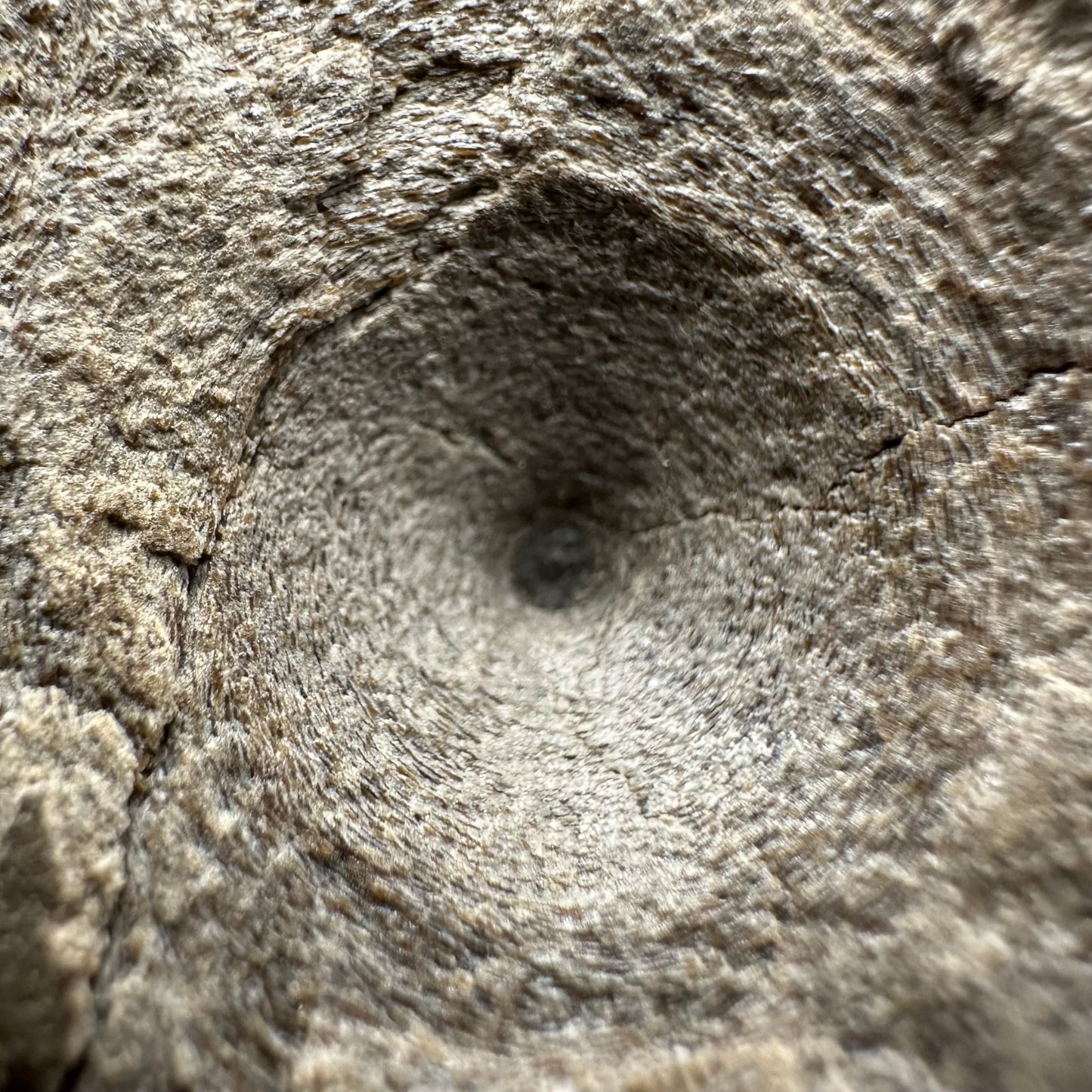 Ichthyosaur Vertebra fossil with box and stand - Whitby, North Yorkshire Jurassic Coast, Yorkshire fossils found on the Jurassic Coast