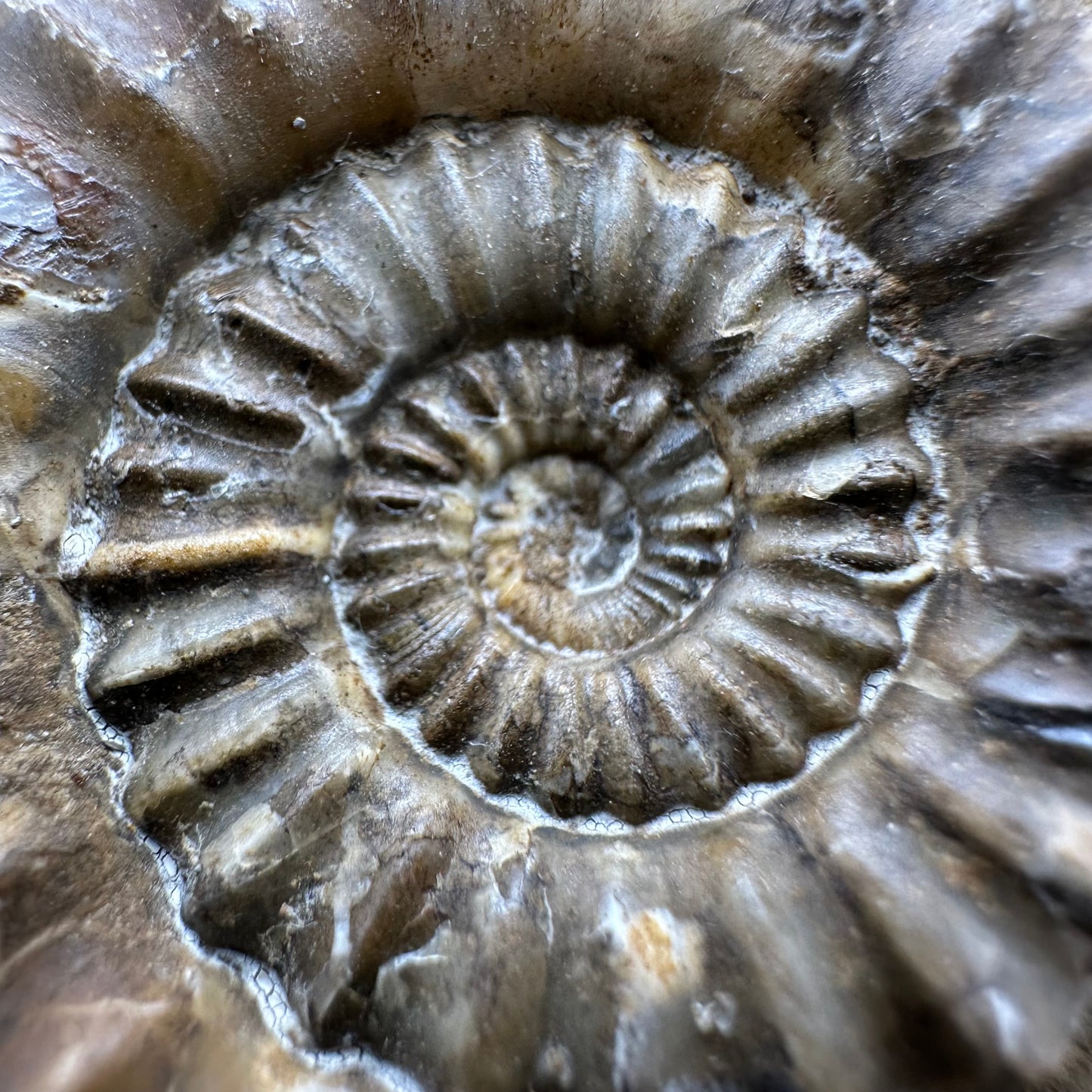 Androgynoceras Capricornus ammonite fossil with box and stand - Whitby, North Yorkshire Jurassic Coast Yorkshire Fossils