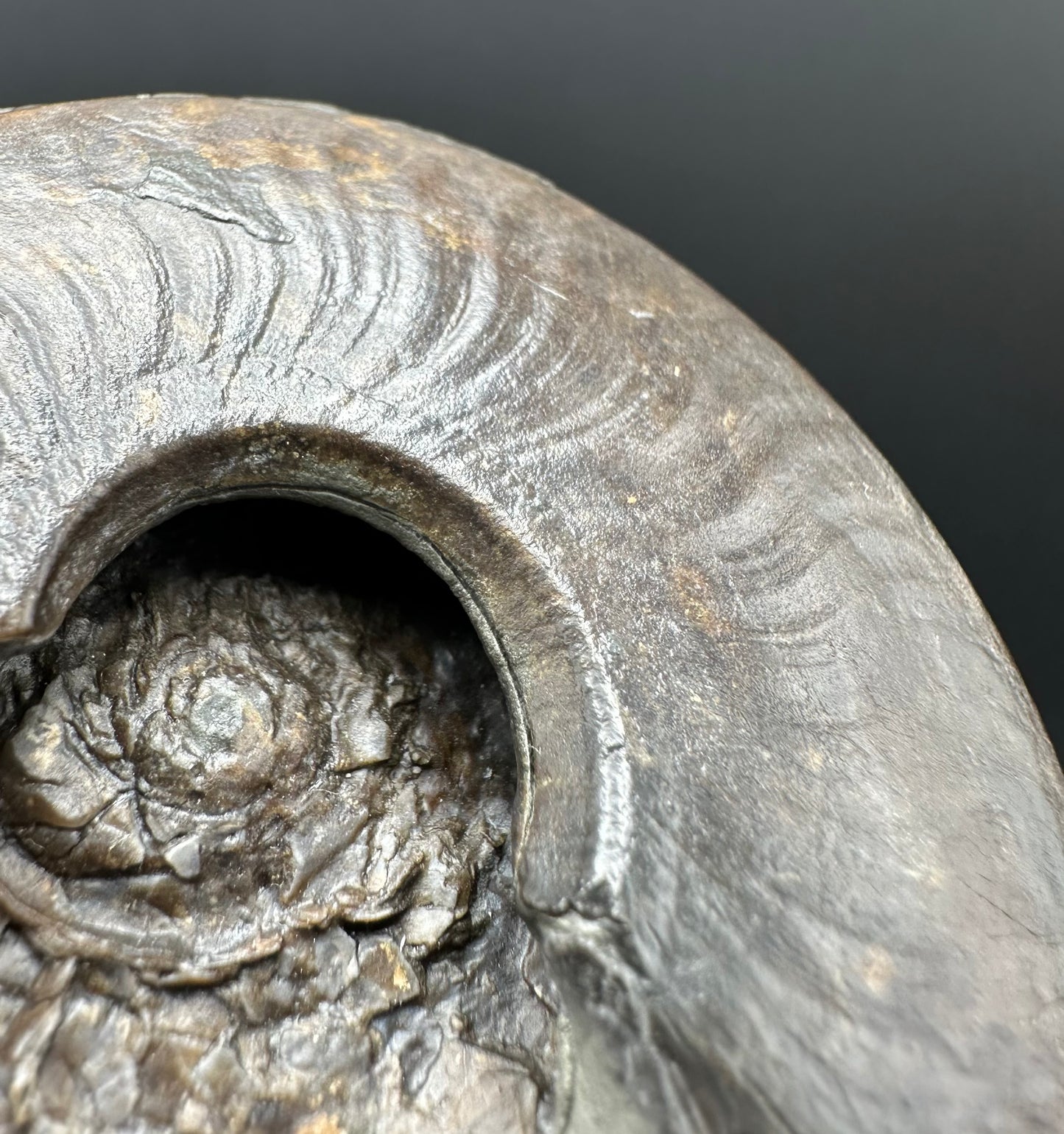 Golden Egg (GENUINE) Ammonite Fossil With Stand - Whitby, North Yorkshire Jurassic Coast Yorkshire Fossils