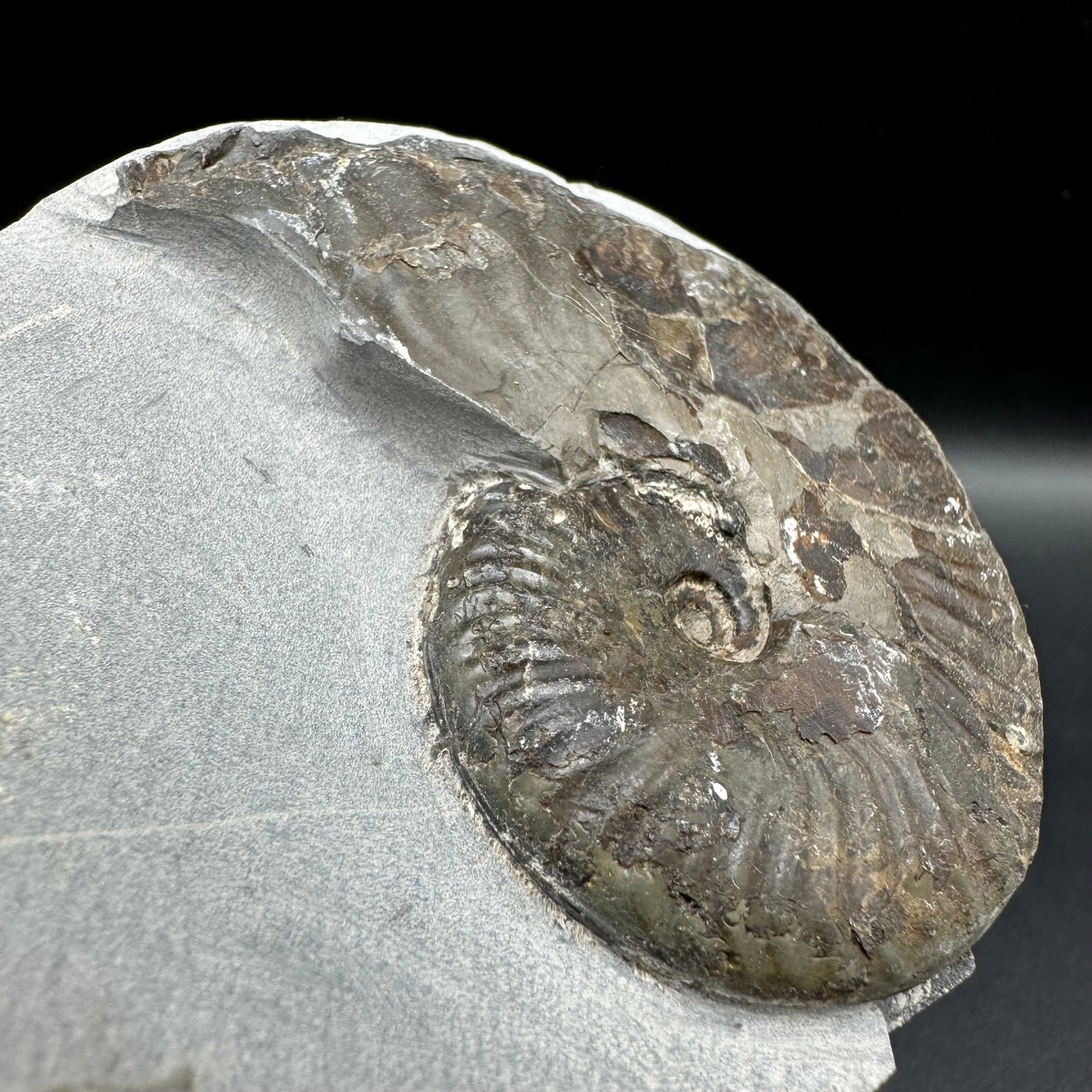 Pseudolioceras lythense Ammonite fossil with box and stand - Whitby, North Yorkshire, Yorkshire Fossils on the Jurassic Coast