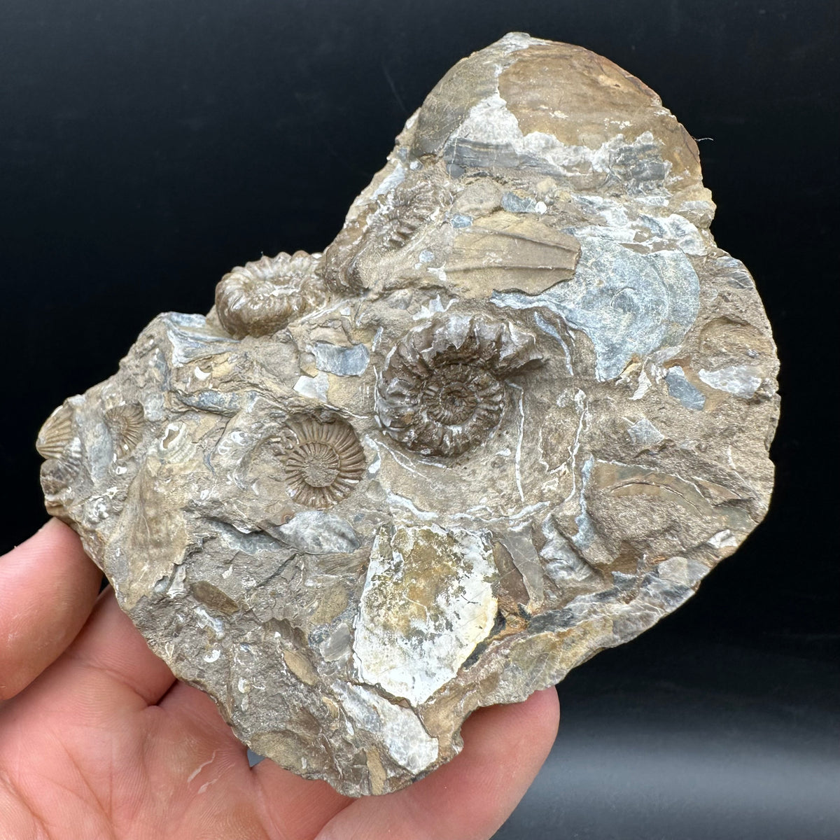 Androgynoceras capricornus Ammonite Fossil With Stand - Whitby, North Yorkshire Jurassic Coast Yorkshire Fossils