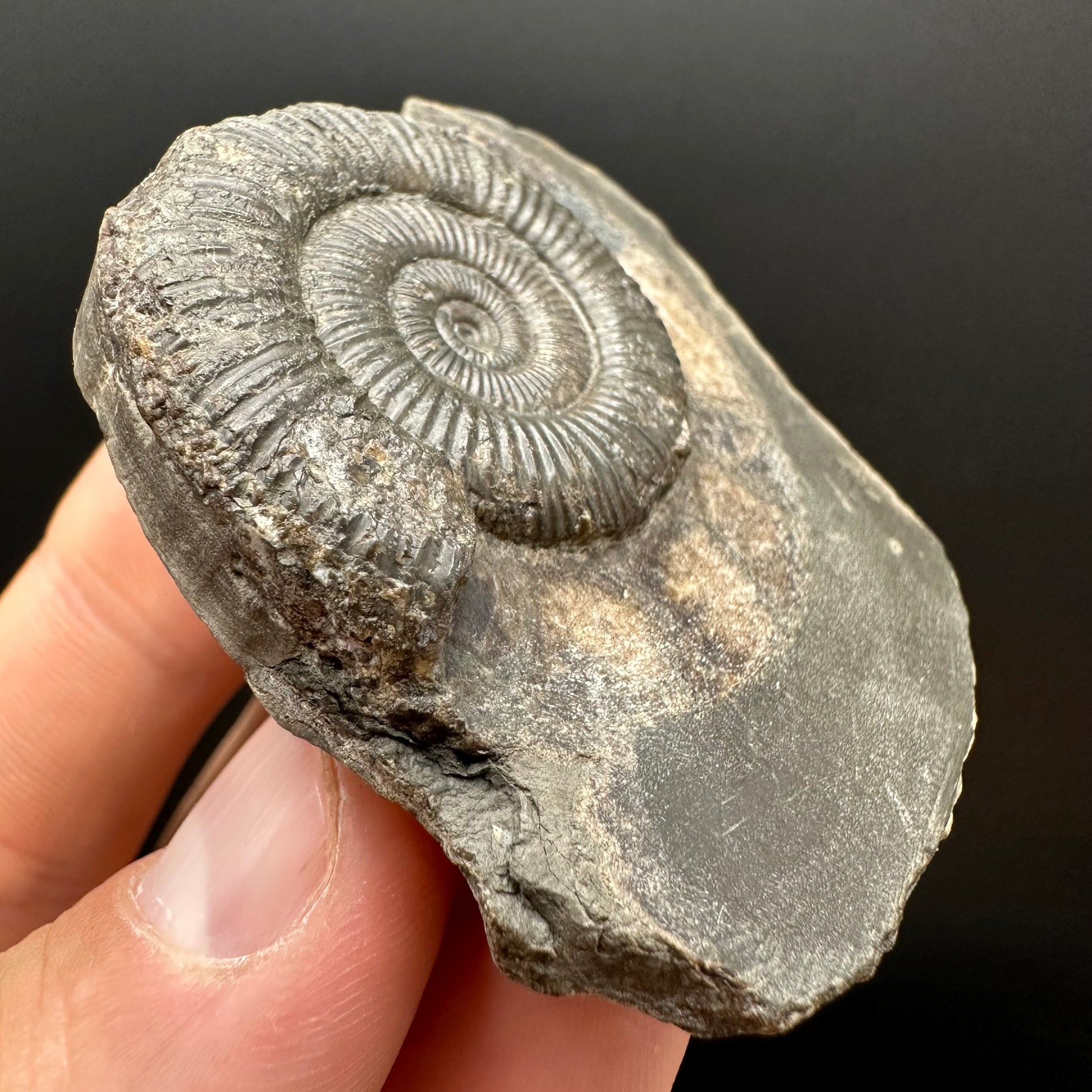 Genuine Yorkshire ammonite fossil for sale – Whitby Jurassic specimen