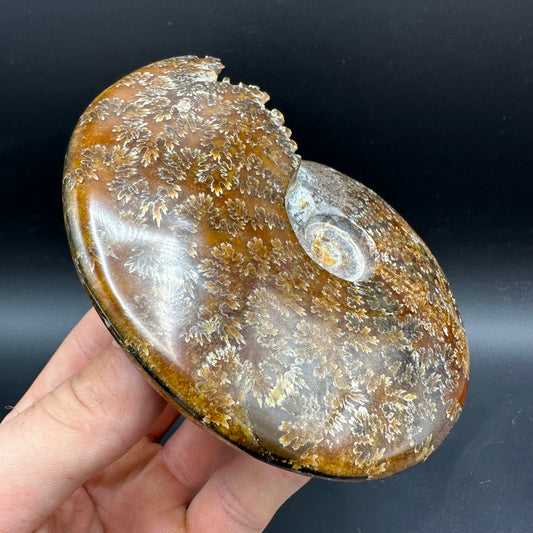 Cleoniceras Ammonite Fossil With Box And Stand - Cretaceous Ammonite Madagascar