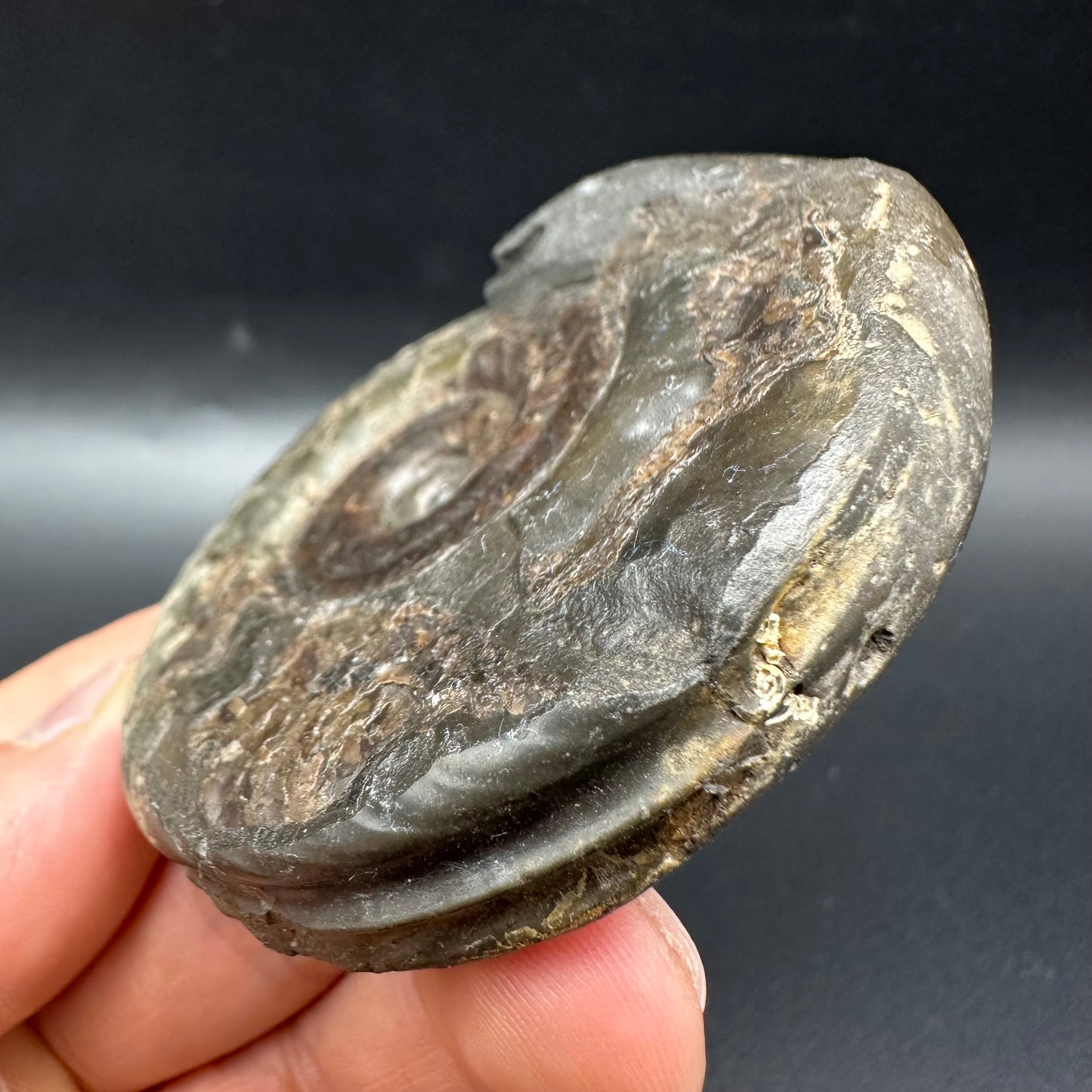 Snakestone Ammonite Fossil With Bag/Box And Stand - Whitby, North Yorkshire Jurassic Coast Yorkshire Fossils