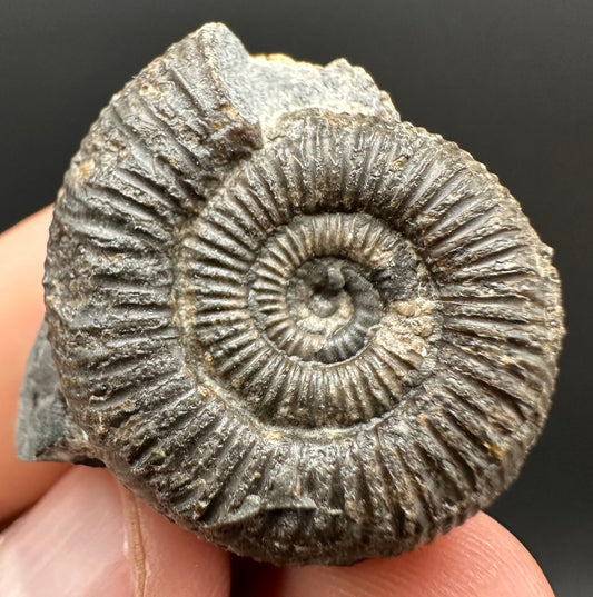 Dactylioceras Ammonite Fossil Gift Set - Whitby, North Yorkshire Jurassic Coast Yorkshire Fossils