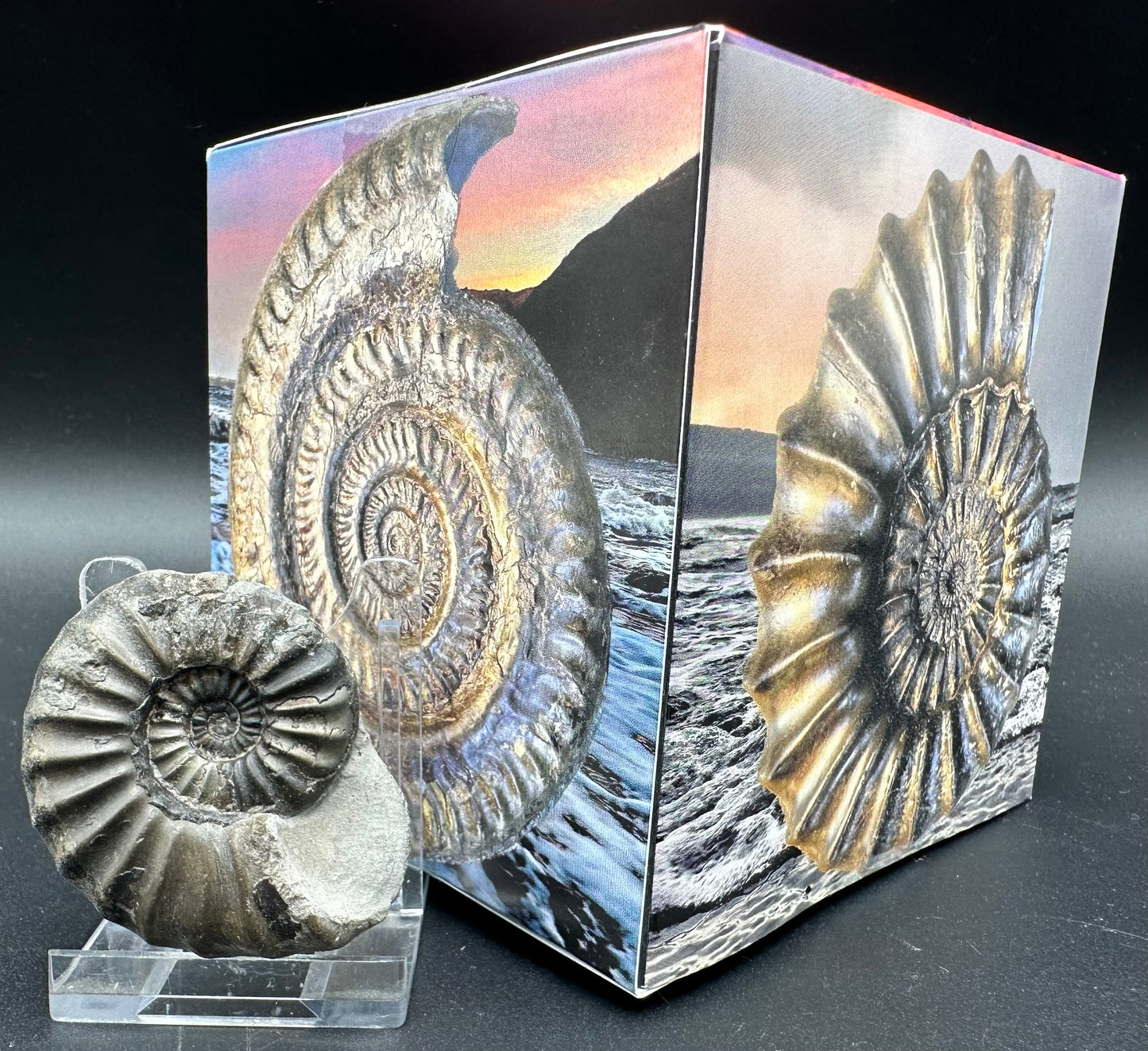 Aegasteroceras sagittarium ammonite fossil with box and stand - Whitby, North Yorkshire Jurassic Coast Yorkshire Fossils