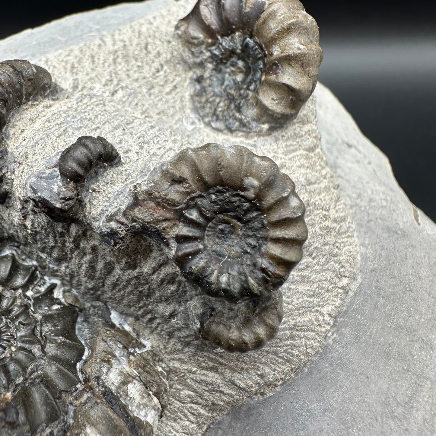Androgynoceras maculatum ammonite fossil with stand - Whitby, North Yorkshire Jurassic Coast Yorkshire Fossils
