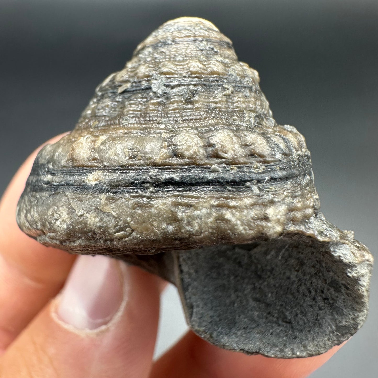 Gastropod Fossil Shell With Tin And Stand - Whitby, North Yorkshire, Jurassic Coast, Yorkshire Fossils