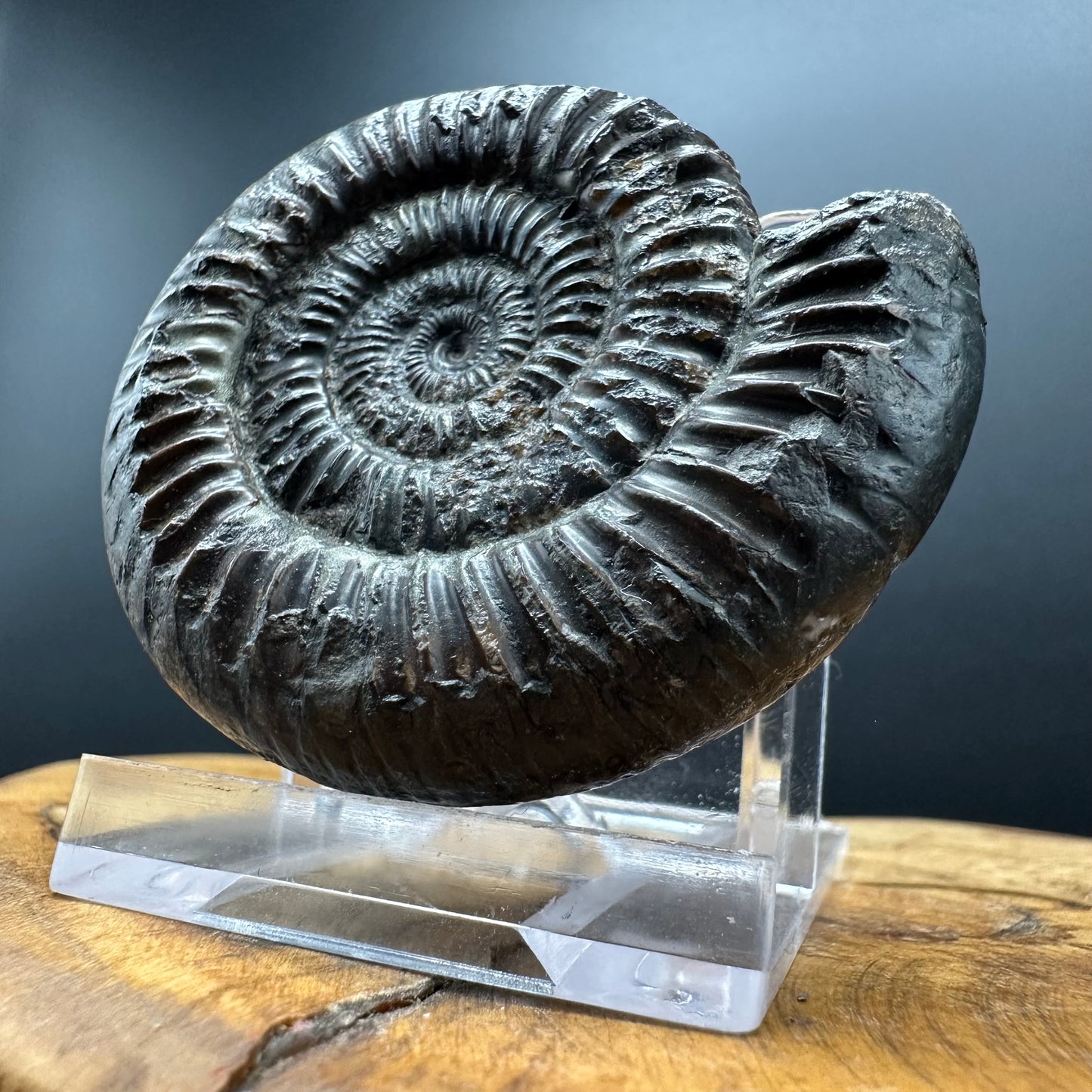 Dactylioceras Ammonite Fossil With box and Stand - Whitby, North Yorkshire Jurassic Coast Yorkshire Fossils