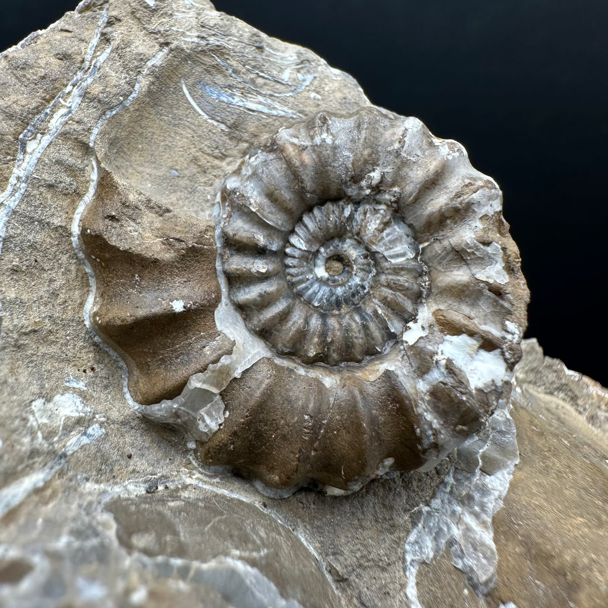Androgynoceras capricornus Ammonite Fossil With Stand - Whitby, North Yorkshire Jurassic Coast Yorkshire Fossils