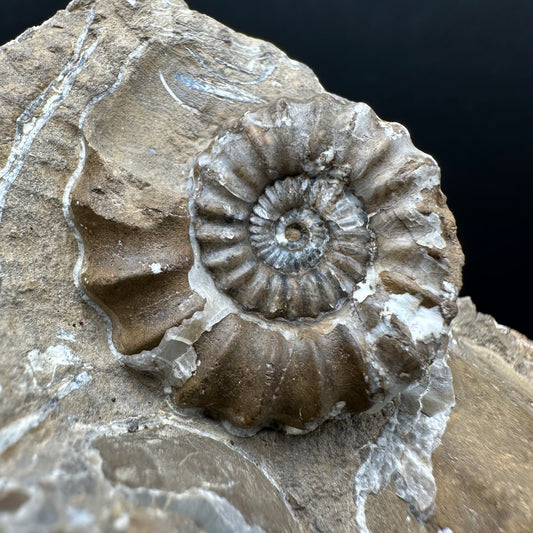 Androgynoceras capricornus Ammonite Fossil With Stand - Whitby, North Yorkshire Jurassic Coast Yorkshire Fossils