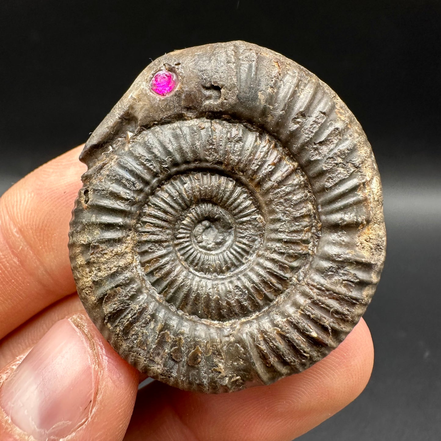 Snakestone Ammonite Fossil With Bag/Box And Stand - Whitby, North Yorkshire Jurassic Coast Yorkshire Fossils