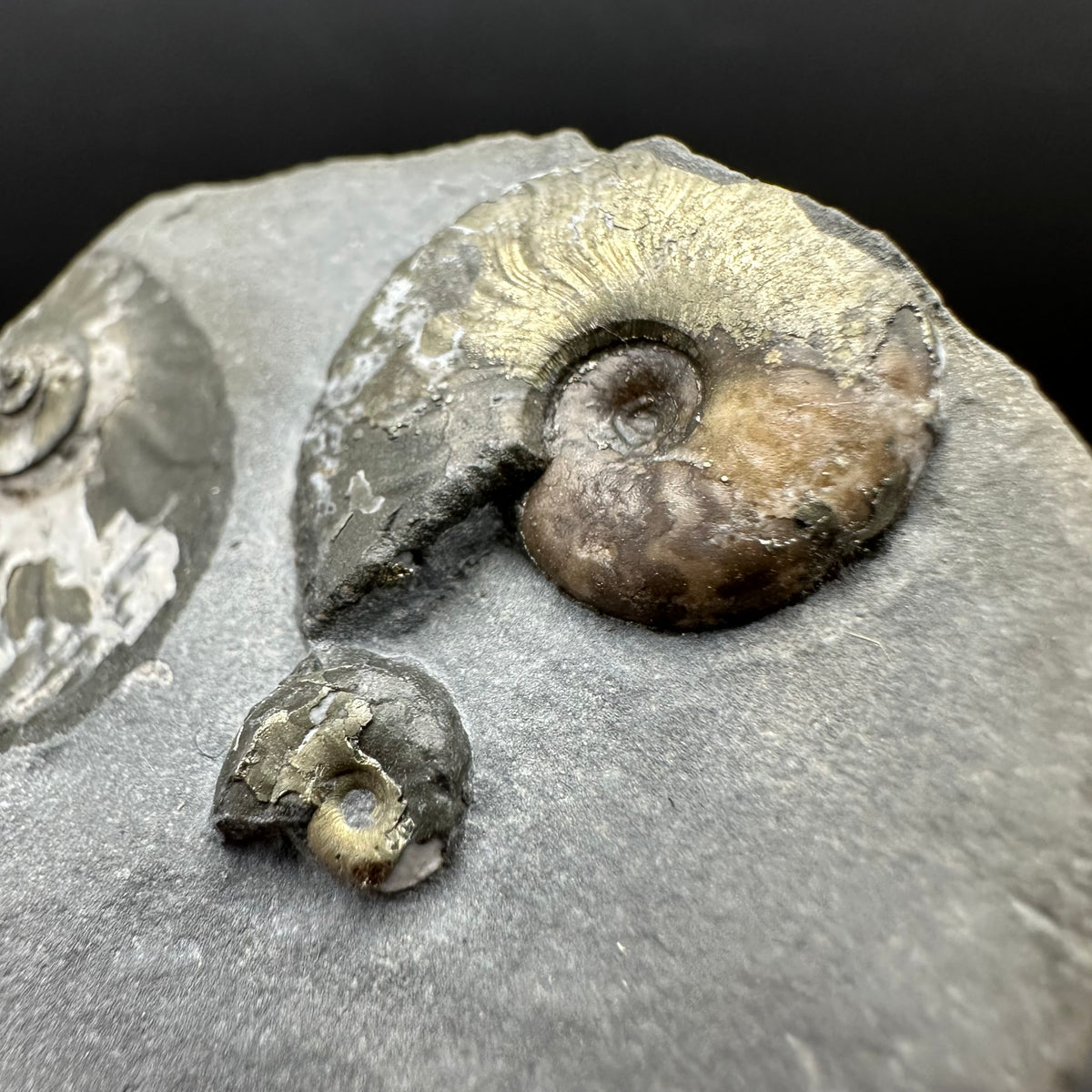 Eleganticeras Elegantulum ammonite fossil with box and stand - Whitby, North Yorkshire Jurassic Coast, Yorkshire Fossils