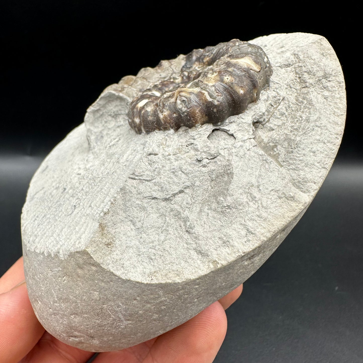 Androgynoceras maculatum Ammonite fossil with gift box and stand - Whitby, North Yorkshire Jurassic Coast Yorkshire Fossils