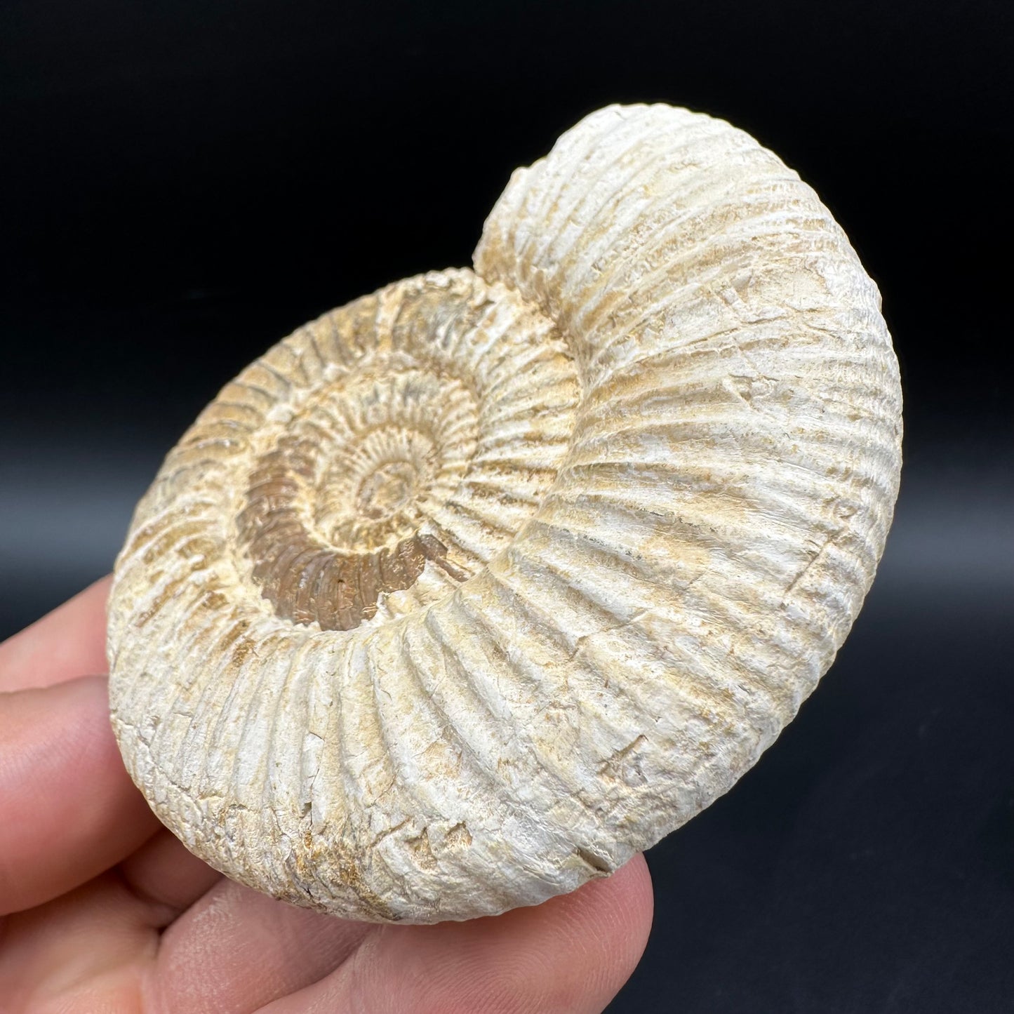 Dichotomosphinctes Ammonite Fossil With Box And Stand - Middle Jurassic Ammonite Madagascar