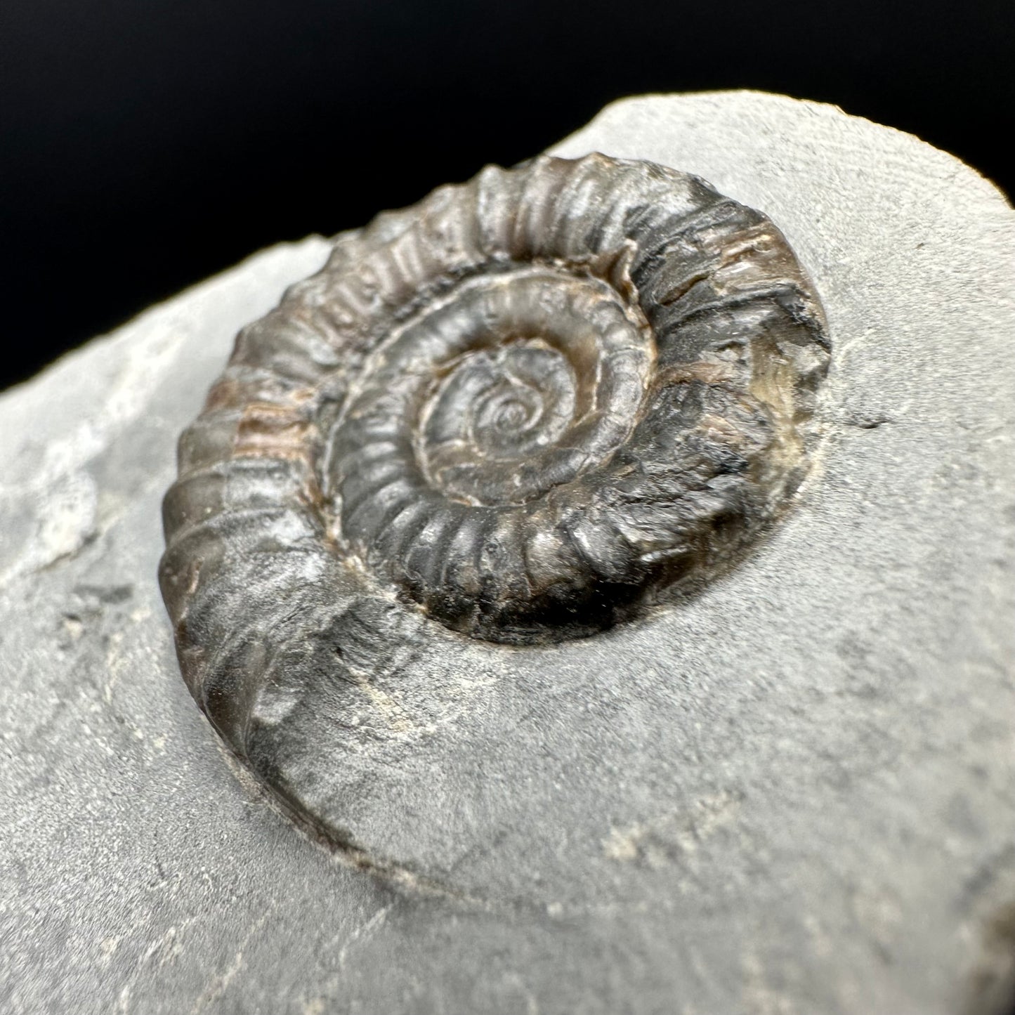 Arnioceras ammonite shell fossil with box and stand - Whitby, North Yorkshire Jurassic Coast Yorkshire Fossils
