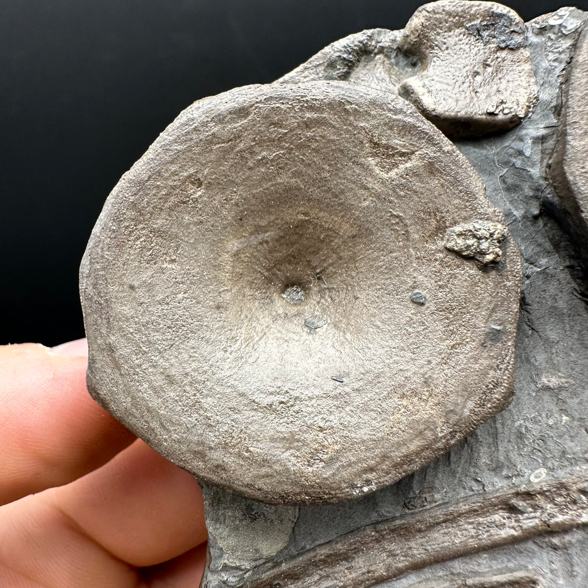 Ichthyosaur Vertebrae fossil / ribs with box and stand - Whitby, North Yorkshire Jurassic Coast, Yorkshire fossils found on the Jurassic Coast