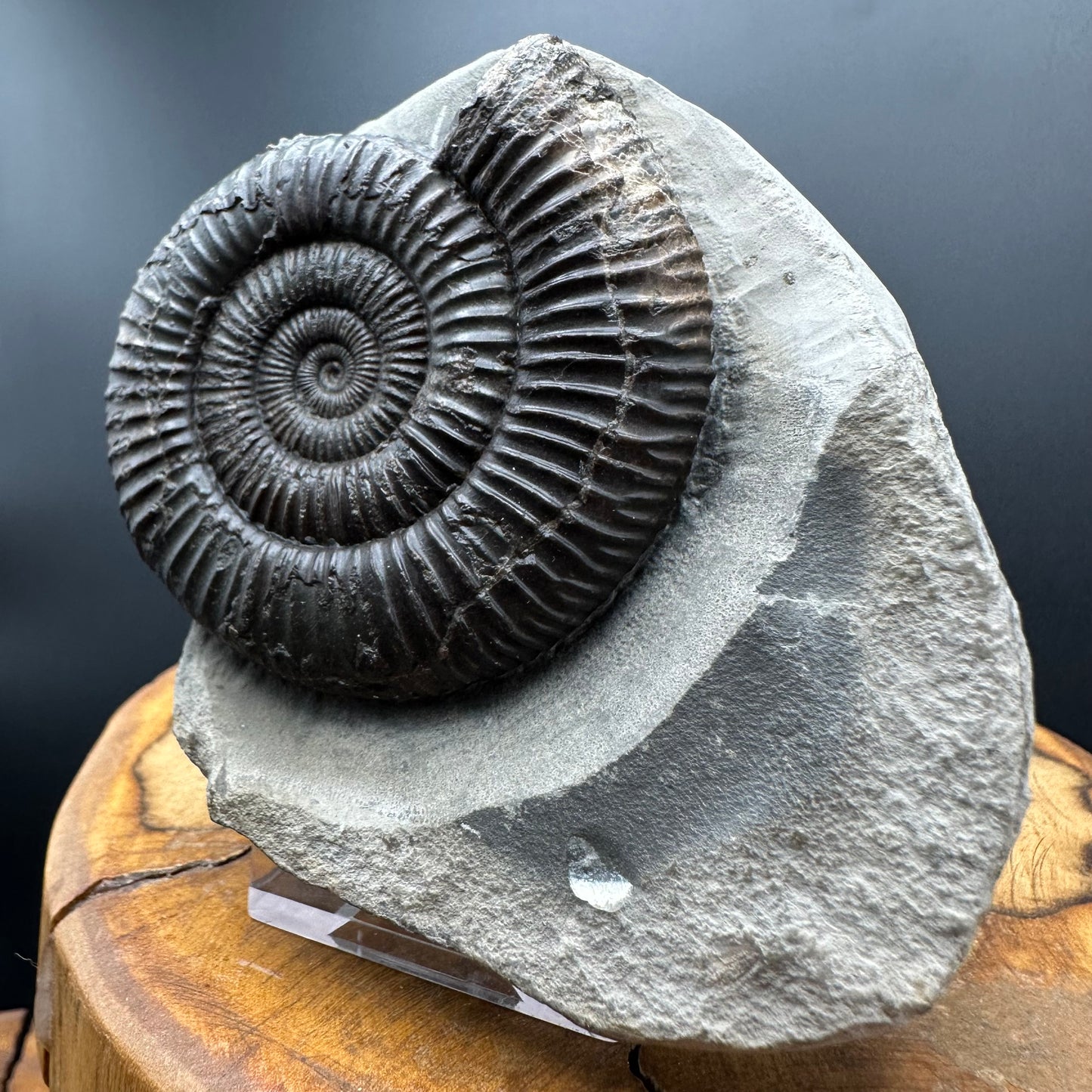 Dactylioceras Ammonite Fossil With box and Stand - Whitby, North Yorkshire Jurassic Coast Yorkshire Fossils