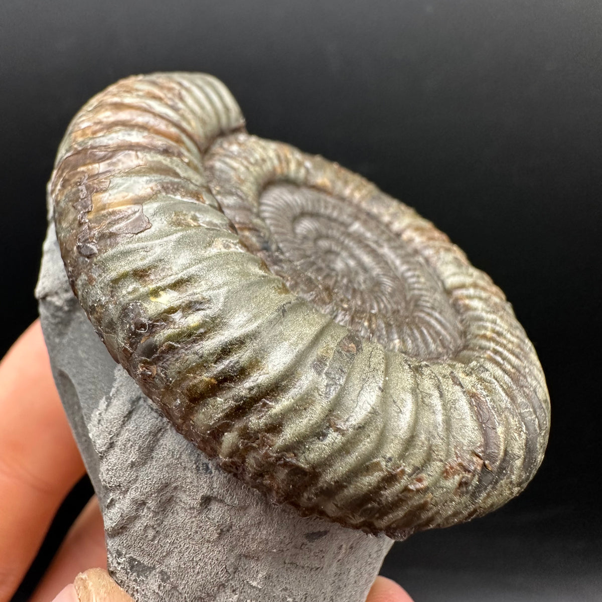 Dactylioceras Ammonite Fossil With box and Stand - Whitby, North Yorkshire Jurassic Coast Yorkshire Fossils