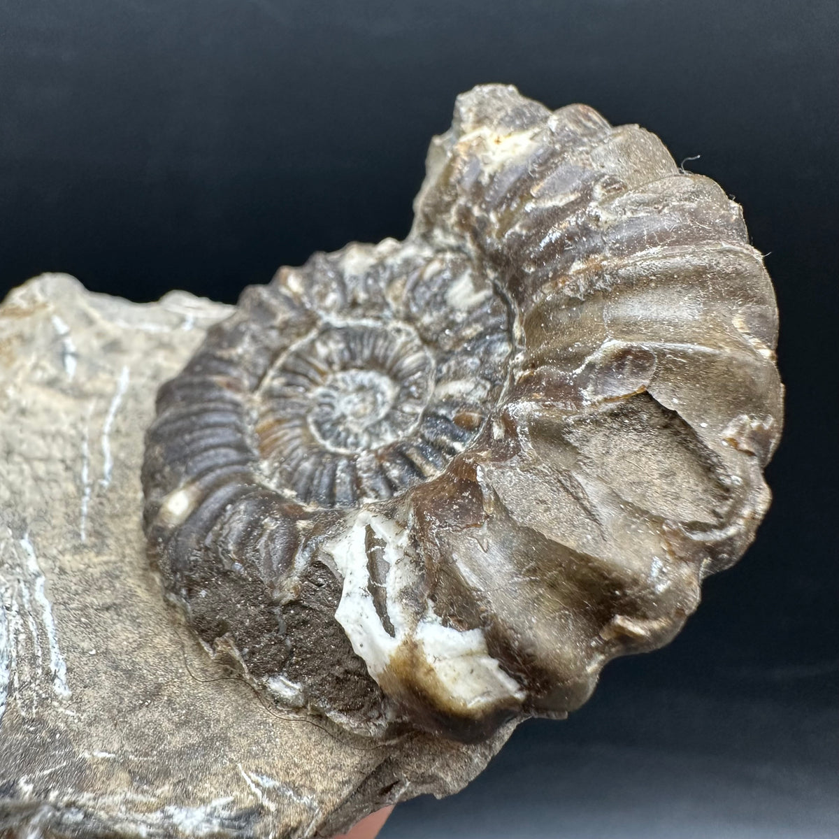 Androgynoceras capricornus Ammonite Fossil With Stand - Whitby, North Yorkshire Jurassic Coast Yorkshire Fossils