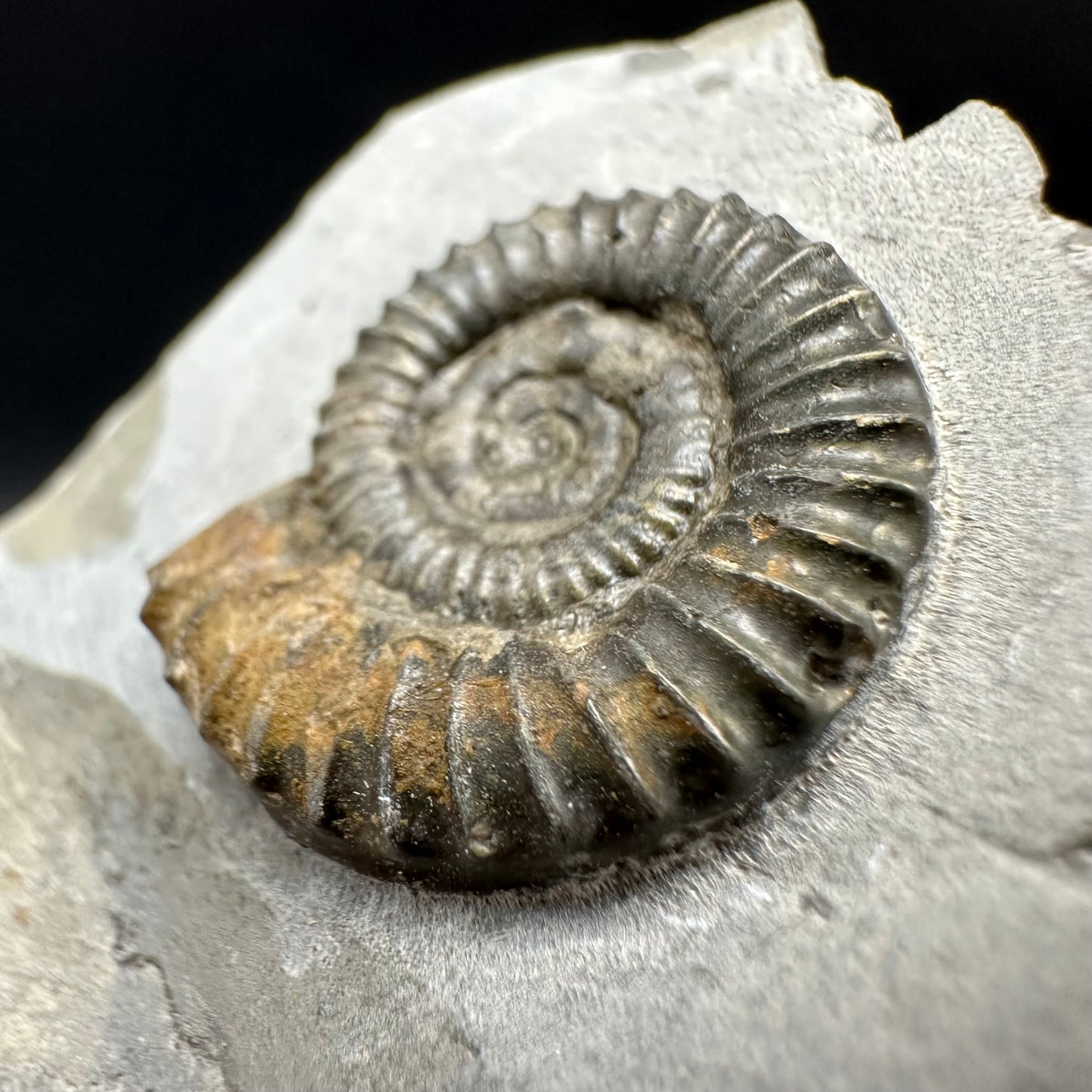 Arnioceras ammonite shell fossil with box and stand - Whitby, North Yorkshire Jurassic Coast Yorkshire Fossils