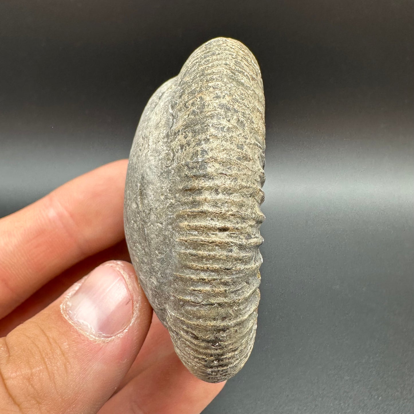 Dactylioceras Ammonite Fossil With Box And Stand - Whitby, North Yorkshire Jurassic Coast Yorkshire Fossils