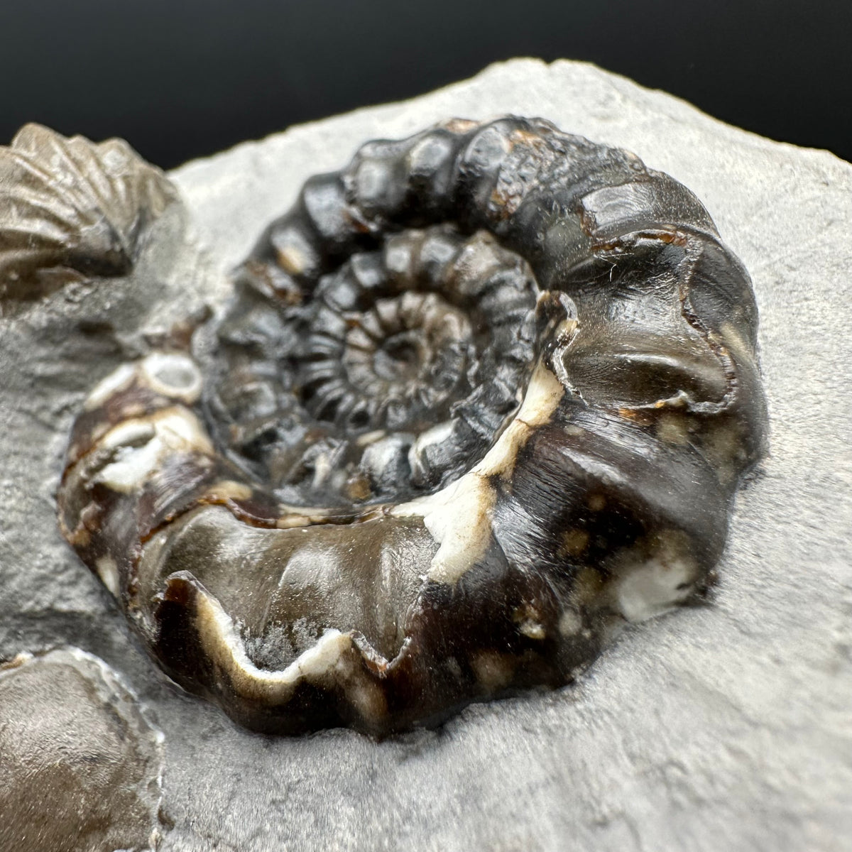 Androgynoceras maculatum ammonite fossil with box and stand - Whitby, North Yorkshire Jurassic Coast Yorkshire Fossils