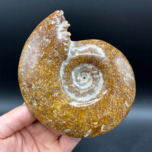 Cleoniceras Ammonite Fossil With Box And Stand - Cretaceous Ammonite Madagascar