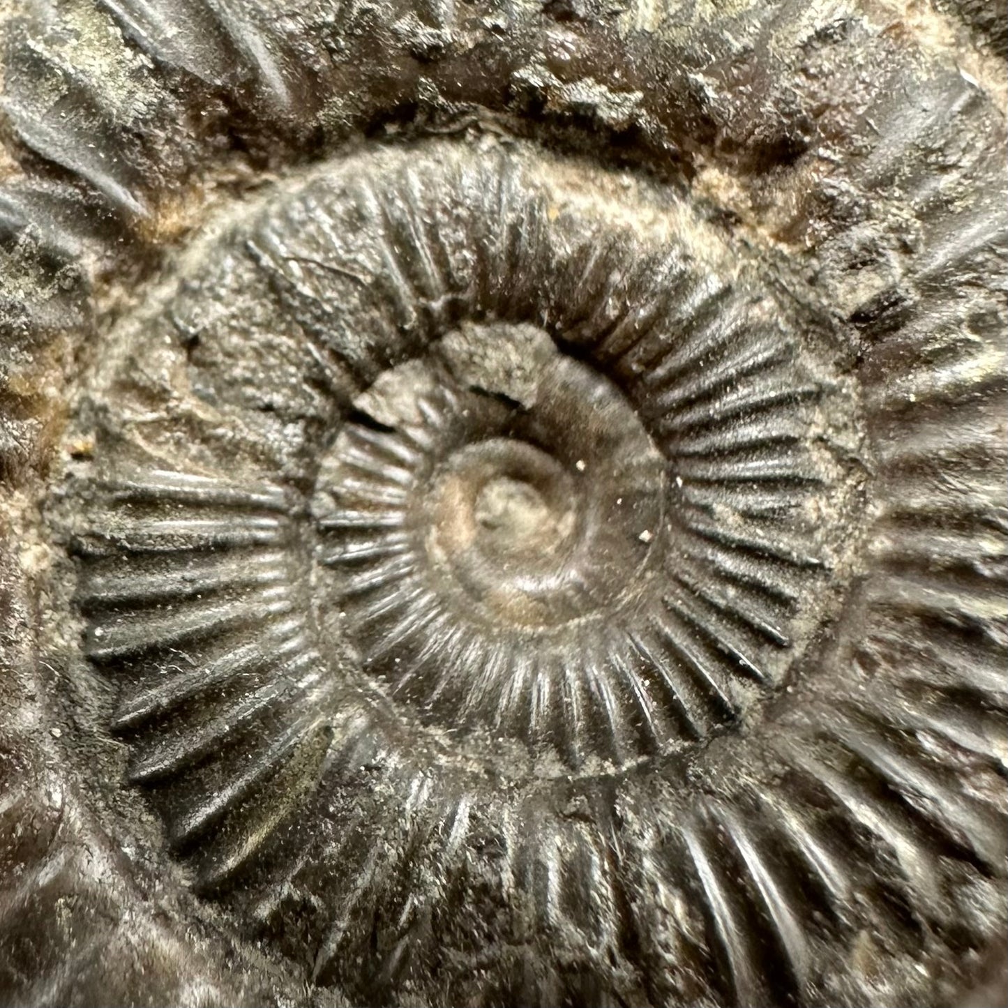 Dactylioceras Ammonite Fossil With Box And Stand - Whitby, North Yorkshire Jurassic Coast Yorkshire Fossils