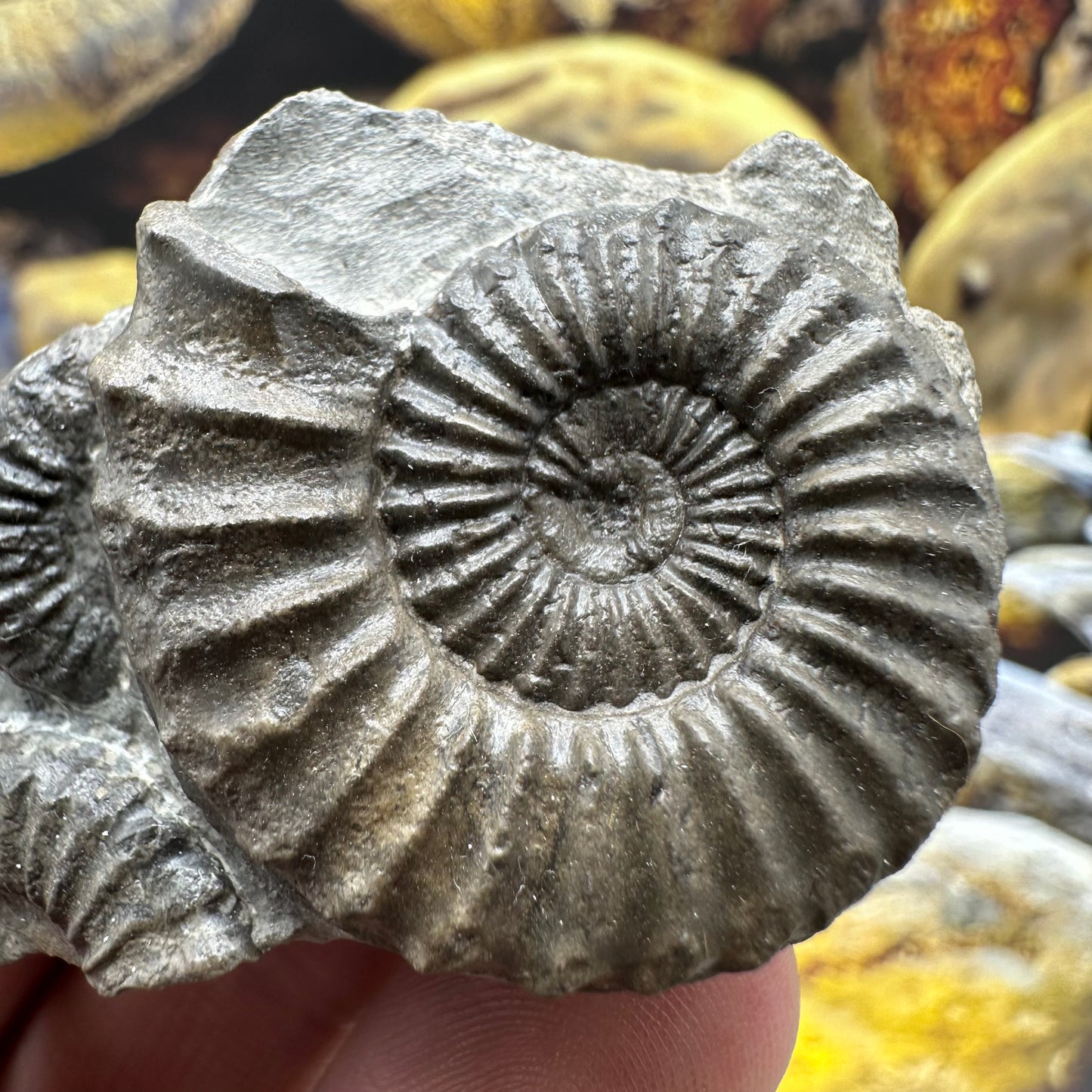 Pleuroceras hawskerense ammonite fossil - Whitby, North Yorkshire Jurassic Coast, Yorkshire fossils