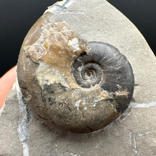 Amaltheus striatus ammonite fossil with box and stand - Whitby, North Yorkshire Jurassic Coast Yorkshire Fossils