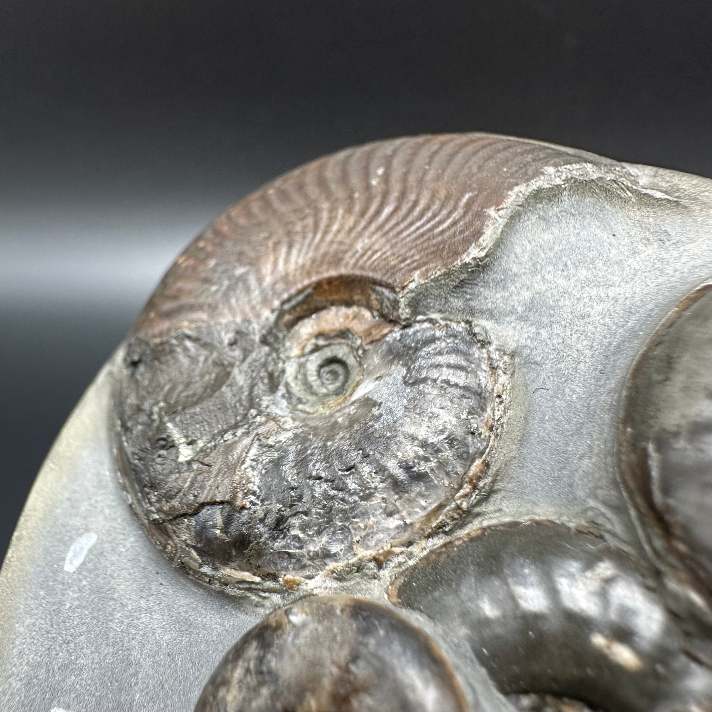 Golden Egg (GENUINE) Ammonite Fossil With Stand - Whitby, North Yorkshire Jurassic Coast Yorkshire Fossils