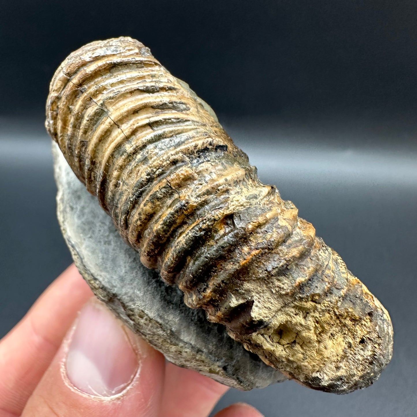 Dactylioceras Ammonite Fossil With Box And Stand - Whitby, North Yorkshire Jurassic Coast Yorkshire Fossils