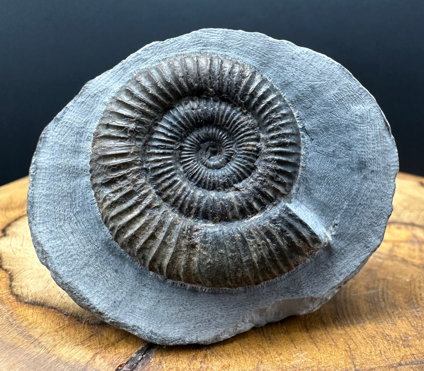 Dactylioceras Ammonite Fossil With box and Stand - Whitby, North Yorkshire Jurassic Coast Yorkshire Fossils