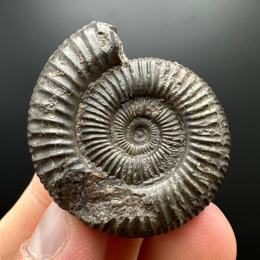 Dactylioceras Ammonite Fossil With box and Stand - Whitby, North Yorkshire Jurassic Coast Yorkshire Fossils