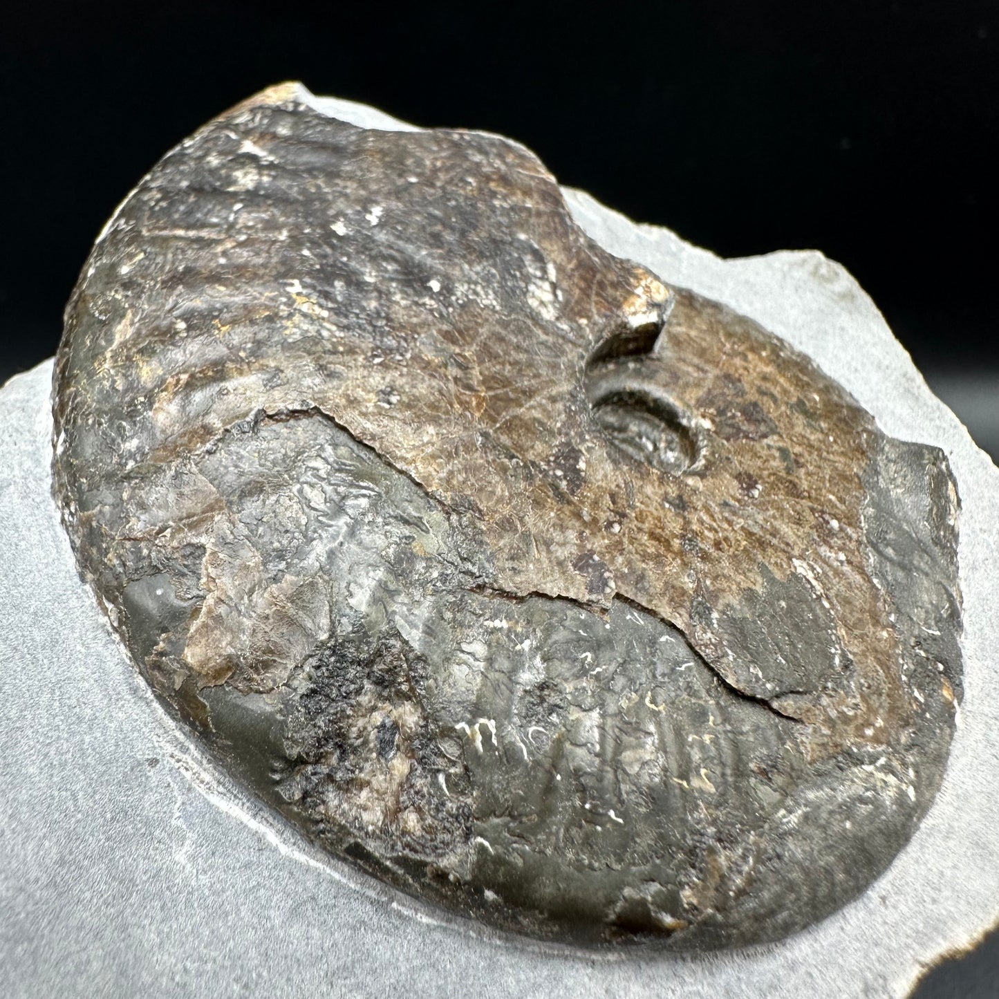 Pseudolioceras lythense Ammonite fossil with box and stand - Whitby, North Yorkshire, Yorkshire Fossils on the Jurassic Coast